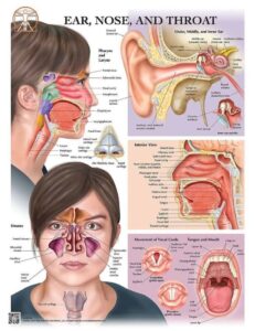 detailed about ear ,nose,throat